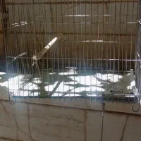 قفس پرنده