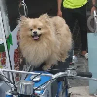 پامرخرسی پسر|سگ|سبزوار, امام خمینی (ناوی)|دیوار