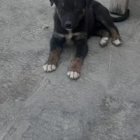 واگذاری توله سگ ژرمن