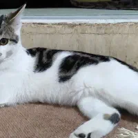 واگذاری گربه|گربه|قزوین, |دیوار