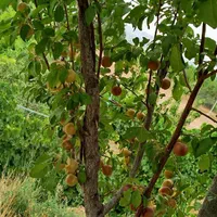 فروش زمین ۴۴۴۴ متری محدود پل زمانخان