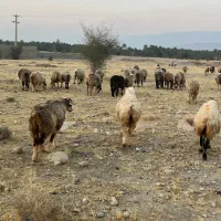 فروش 56 راس میش ترکی بختیاری  گوسفند داشتی ابستن|حیوانات مزرعه|جره و بالاده, |دیوار