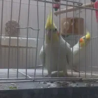 یک جفت عروس هلندی