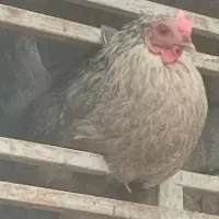 مرغ محلی و خروس گلین چهل تاج