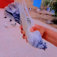 سینه کوهی ماده