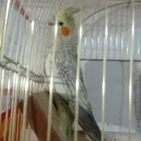 عروس هلندی نر و ماده|پرنده|زاهدان, |دیوار