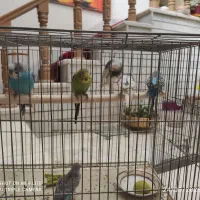 مرغ عشق|پرنده|اصفهان, کشاورزی|دیوار