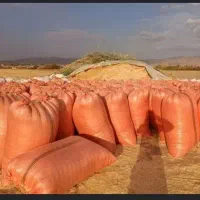 کاه لوبیا