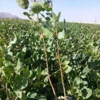 فروش نهال پسته و کاشت با ضمانت