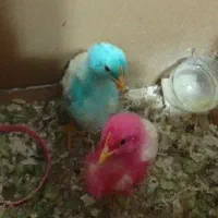 ۲ عدد جوجه رنگی