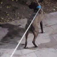 فروش ماده نژاد دار