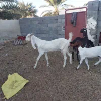 بز گلابی|حیوانات مزرعه|زرآباد, |دیوار