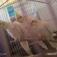 عروس هلندی|پرنده|زنجان, |دیوار