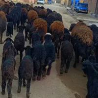 30 گوسفند بره دار دوقلو زا کم یاب