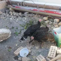 ۴عددبغلمون برنزه