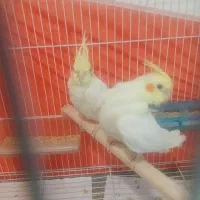 یک جفت عروس بالغ