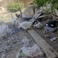 فروش غاز و قوغاز|حیوانات مزرعه|آبادان, |دیوار