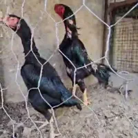 مرغ و خروس اوشامو فستیوالی لاری