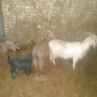 بز بزغاله
