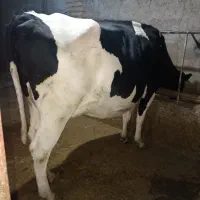 گاوتلیسه شیری شکم 2