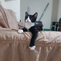 واگذاری بچه گربه نژاد تاکسیدو