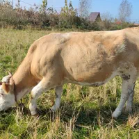 گاو سیمینتال شکم دار لیشه