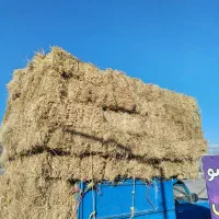 شالی خشک درجه یک