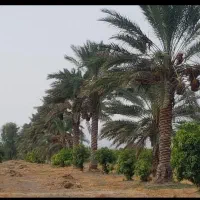 استخدام کارگر باغ و کشاورزی