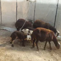 فروش میش بره دار