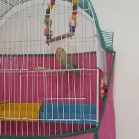 طوطی برزیلی ماعاوضه باقناری