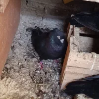 کبوتر صرب|پرنده|اصفهان, باغ زرشک|دیوار