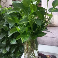 گل پتوس شاداب چندبرگی وریشه دار