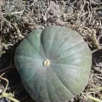 کدوحلوایی شیرین|خوردنی و آشامیدنی|بهار, |دیوار