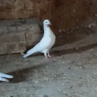 گم شده