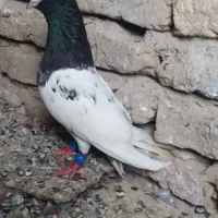 پرنده یا کبوتر