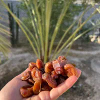 خشکبار خرما|عمدهفروشی|کنار تخته و کمار, |دیوار