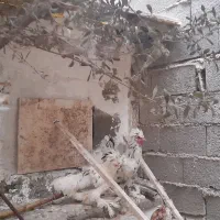 جفت مرغ و خروس کاکل پاپر|پرنده|منجیل, |دیوار