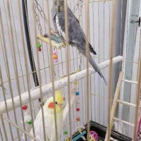 دوعدد عروس هلندی همراه با قفس و تجهیزات داخلش