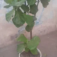 فیکوس لیراتا