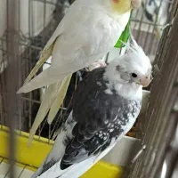 عروس هلندی