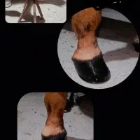 نعلبندی اسب|اسب و تجهیزات اسب‌سواری|جیرفت, |دیوار