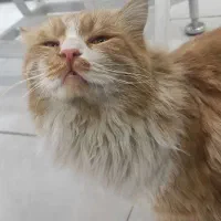 واگذاری گربه طلایی|گربه|زاهدان, |دیوار