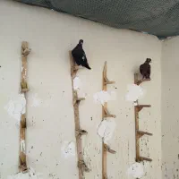 30عدد جوجه سینه سیاه و سینه سرخ|پرنده|اوز, |دیوار