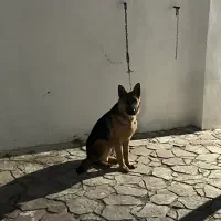 سگ ژرمن ف مناسب|سگ|اردبیل, |دیوار