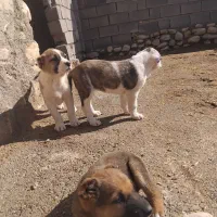 واگذاری سگ|سگ|شیروان (خراسان), |دیوار