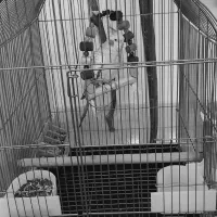 عروس هلندی ماده|پرنده|تهران, مشیریه|دیوار