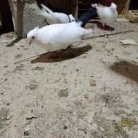 برادر عزیز سلام ۹ تا کبوتر رنگی|پرنده|بندر امام خمینی, |دیوار