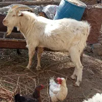 نر بز|حیوانات مزرعه|جوین, |دیوار