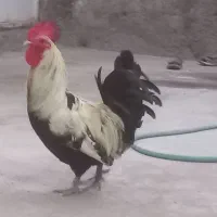 ۱۵۰۰