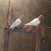 کفتر|پرنده|جوین, |دیوار